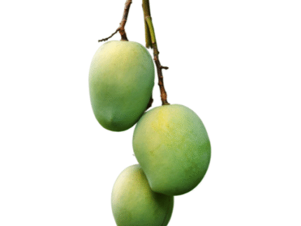 Indian Mango