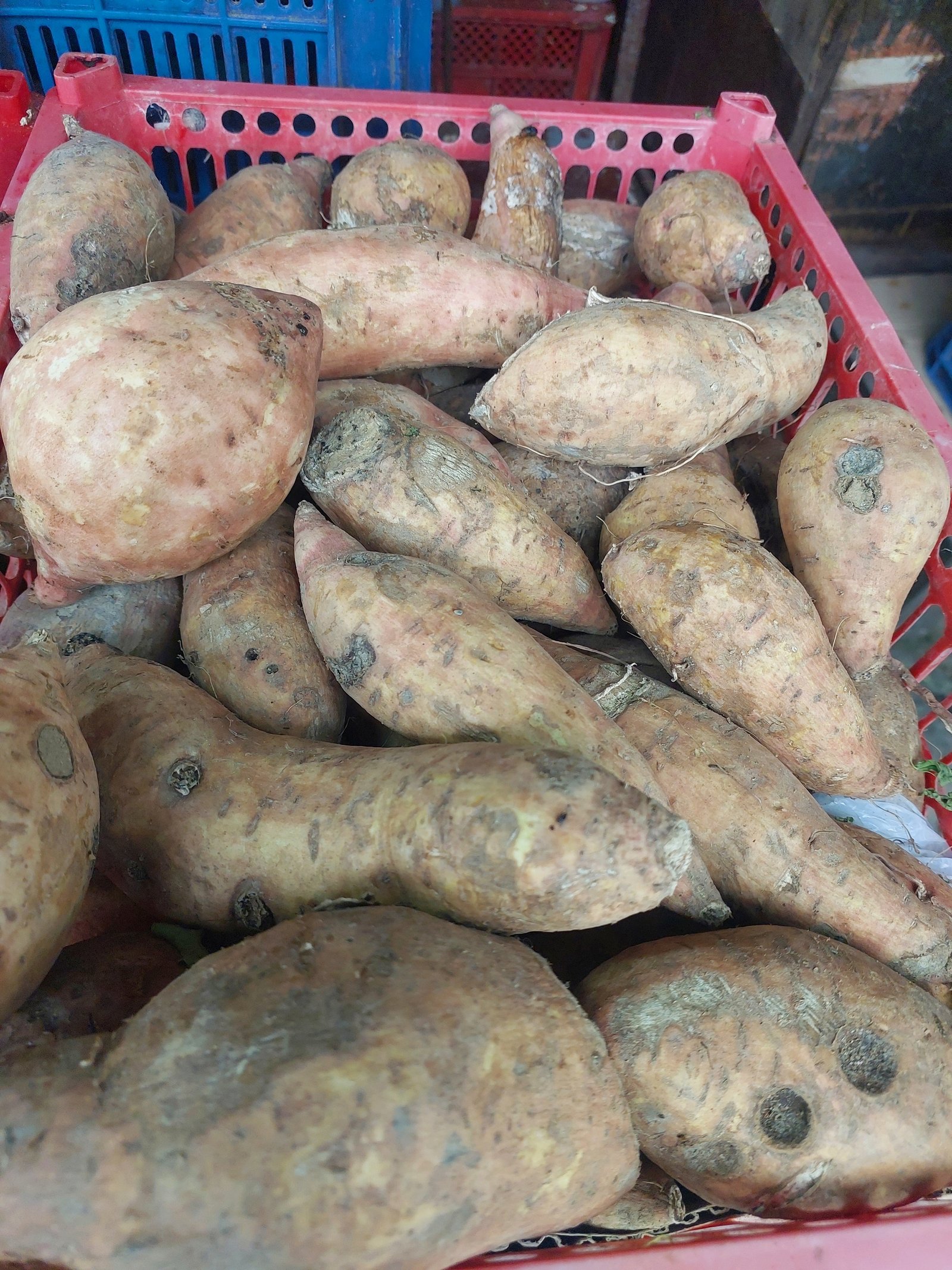 Kamote