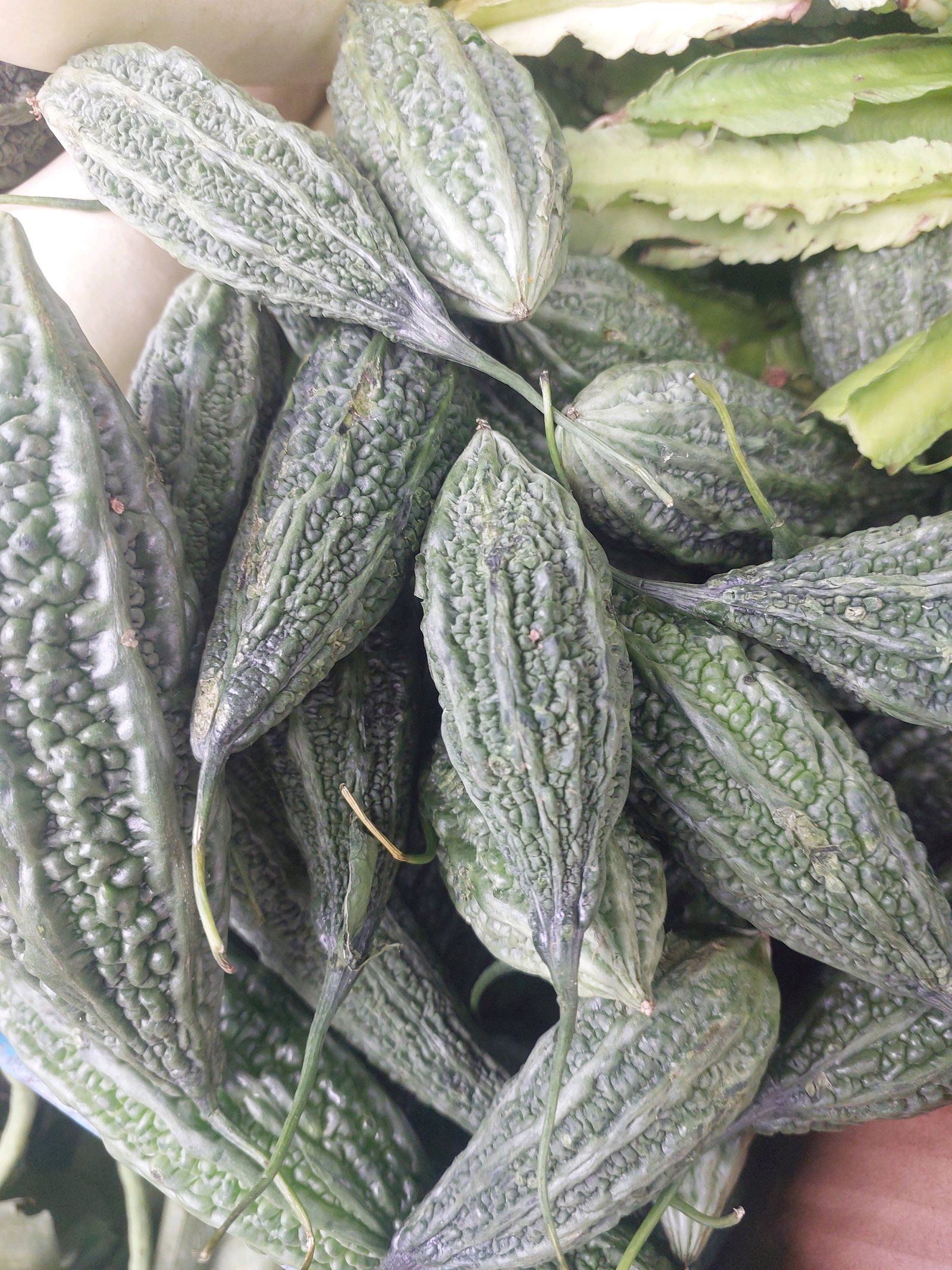 Ampalaya